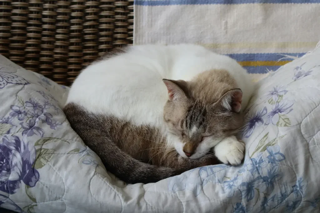 Senior cat care illustrated by an older cat resting comfortably in a bed
