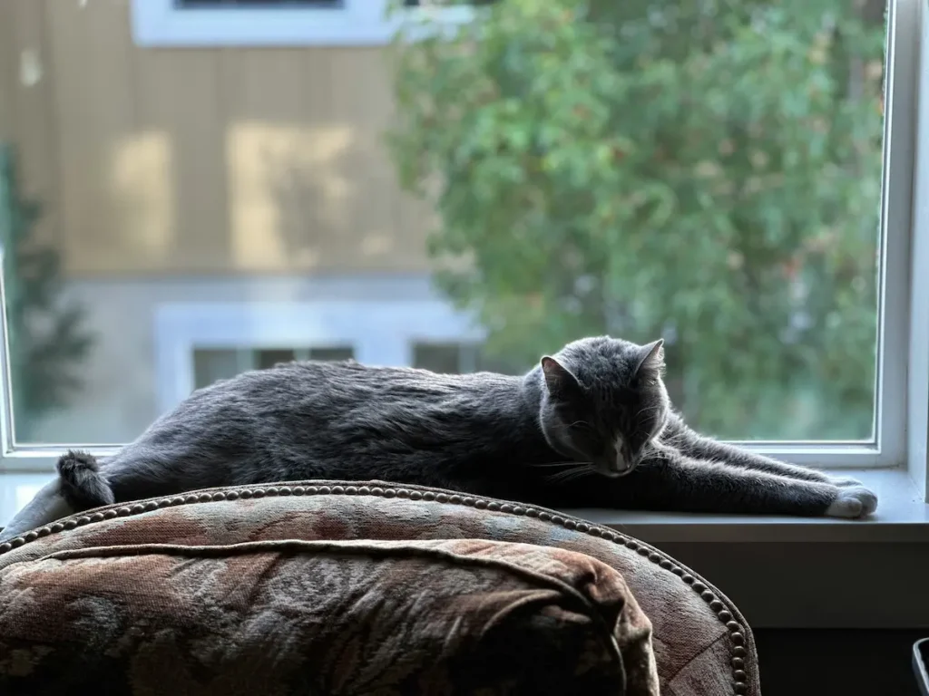 Older cat resting by a window