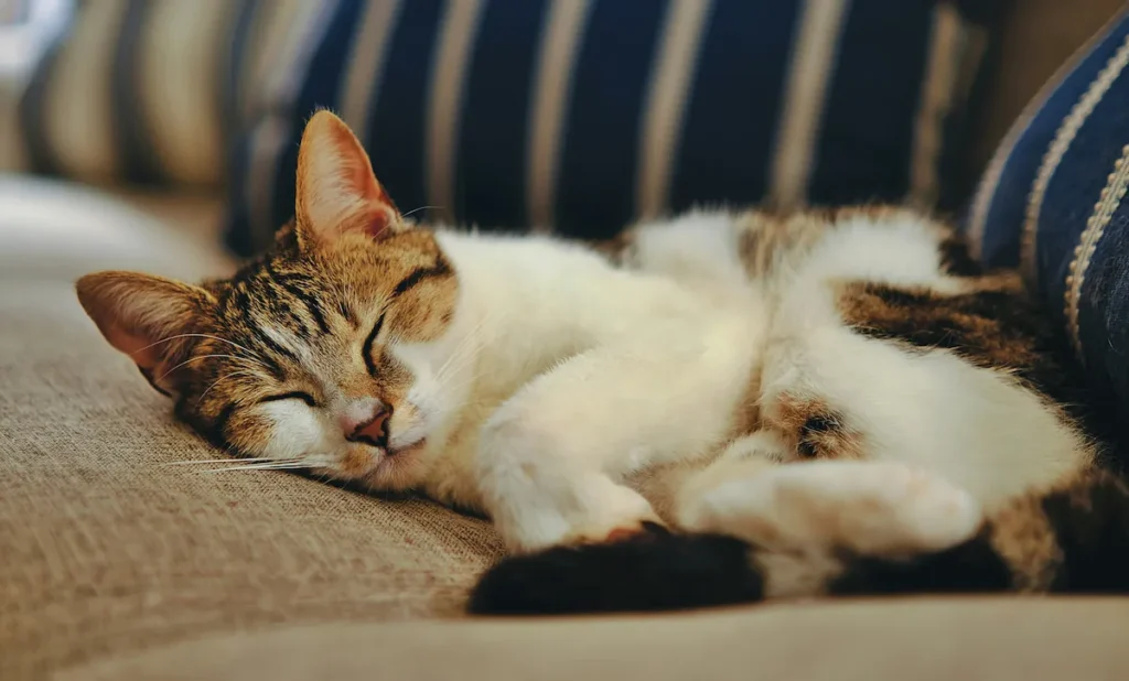 Senior cat lifespan: older cat resting on a sofa
