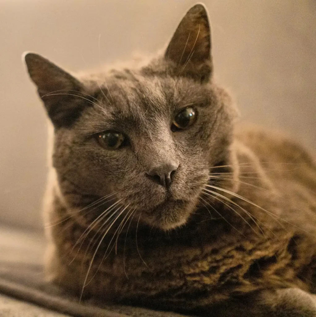 Fast breathing in a senior cat resting at home