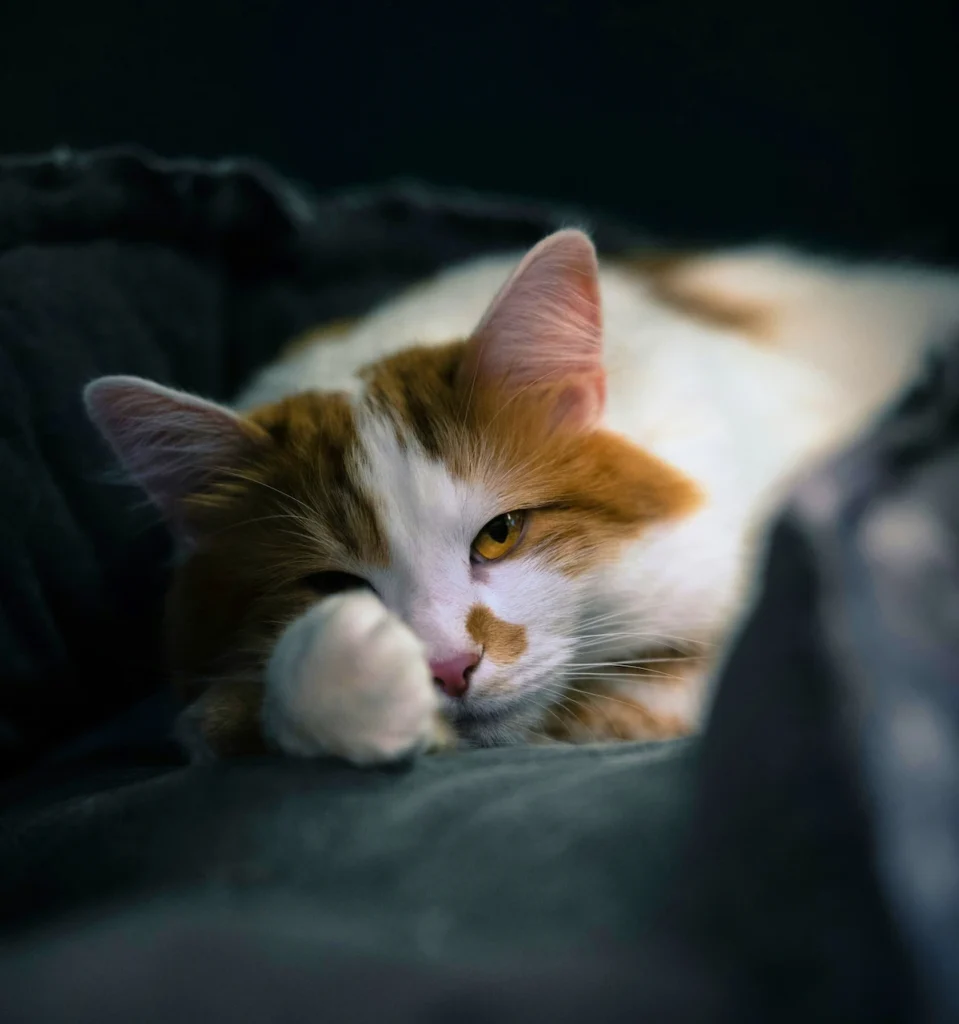 Senior cat diarrhoea for days tracking signs at home