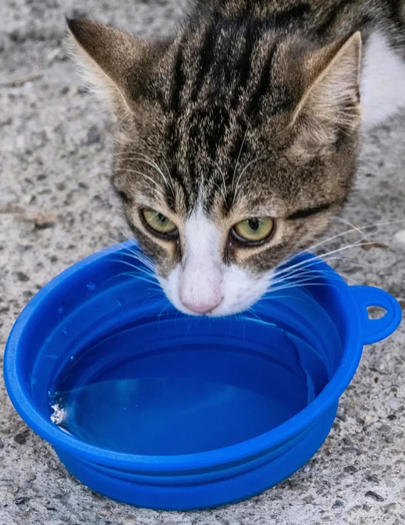 Senior cat not drinking near a water bowl
