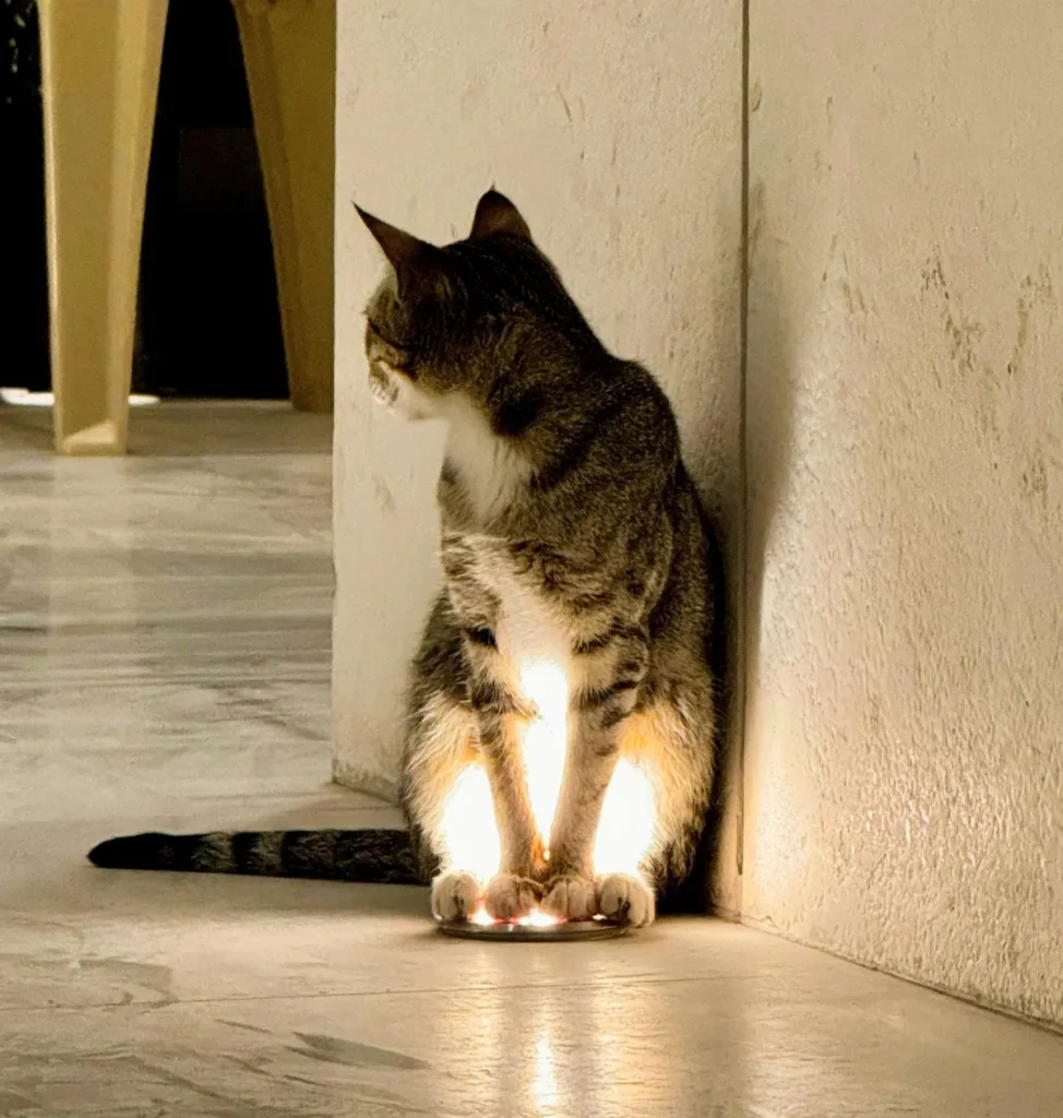 Senior cat straining to pee
