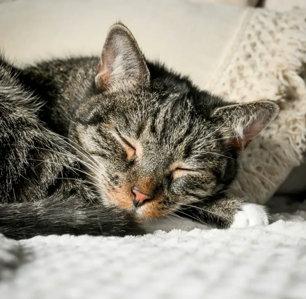 Do mixed-breed cats live longer