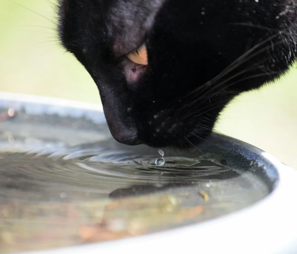 How to encourage an older cat to drink more water