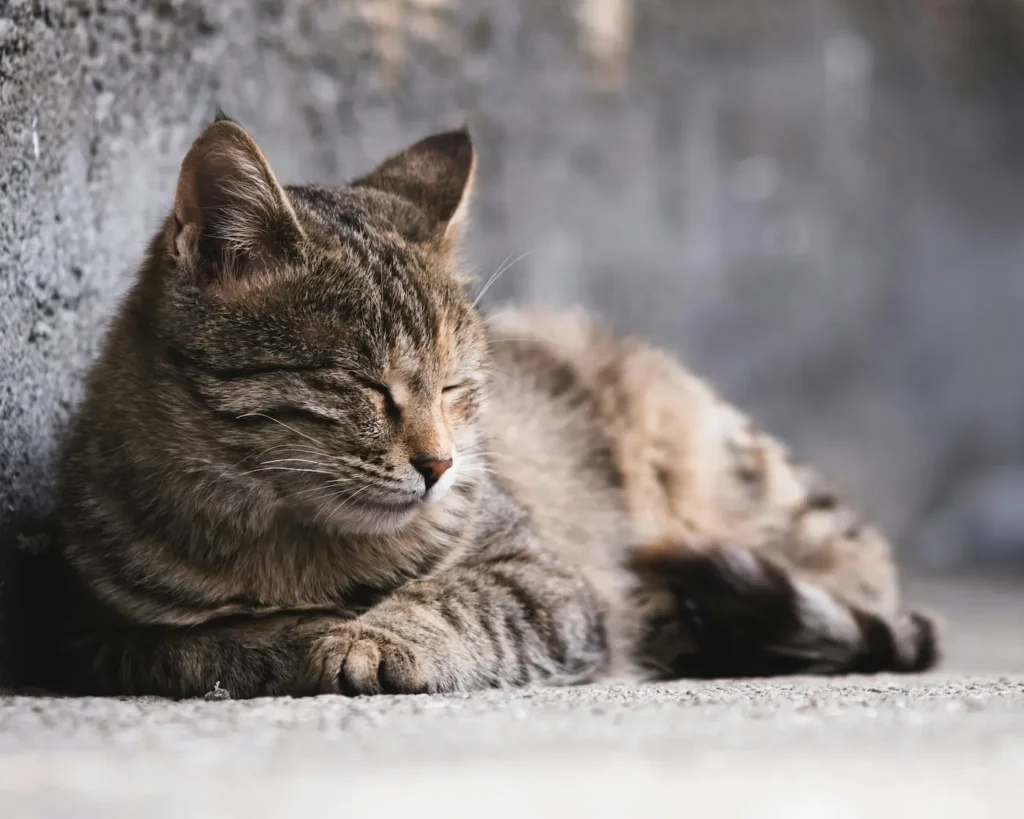 Brown tabby senior cat resting, illustrating what age is a cat considered senior
