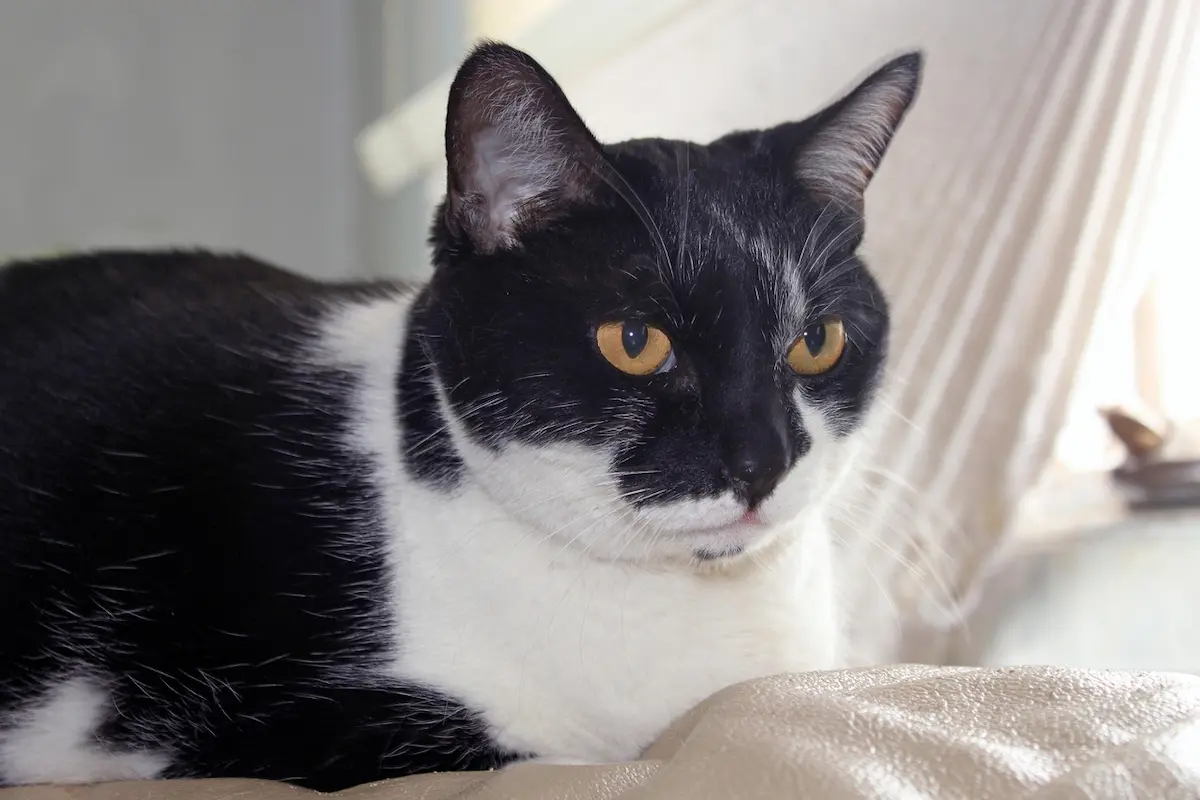 percentage of cats that live to 20 years old