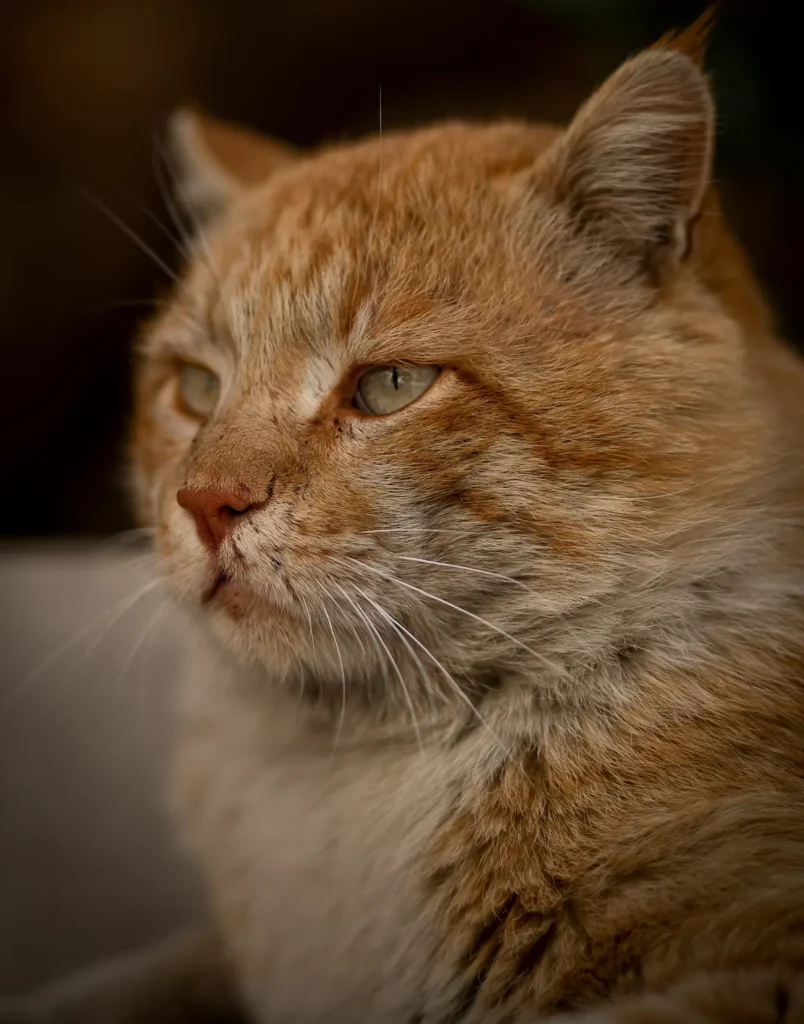 physical signs of ageing in cats
