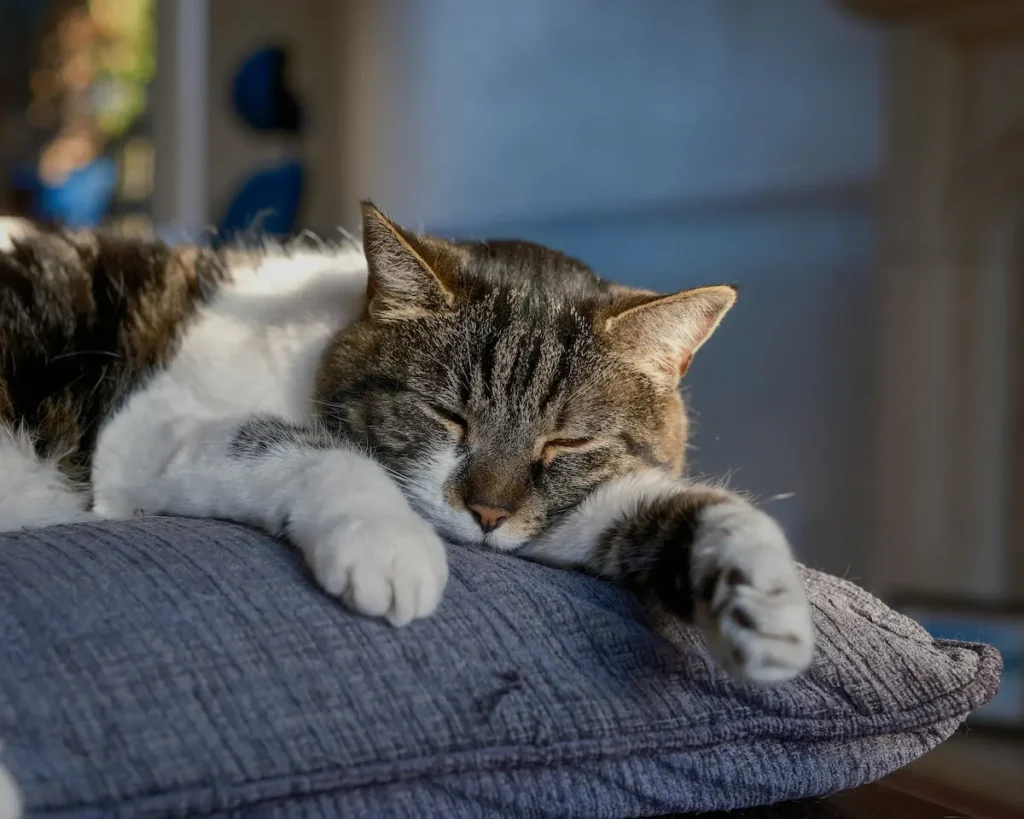 Older cat resting peacefully on a cushion indoors