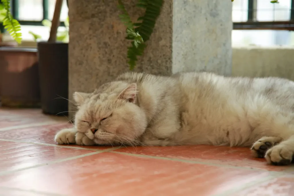 Senior cat resting comfortably in a quiet home environment