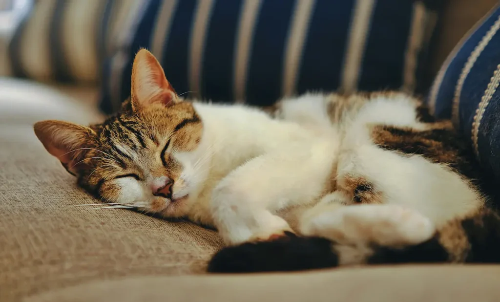 arthritis in senior cats causing stiffness while resting