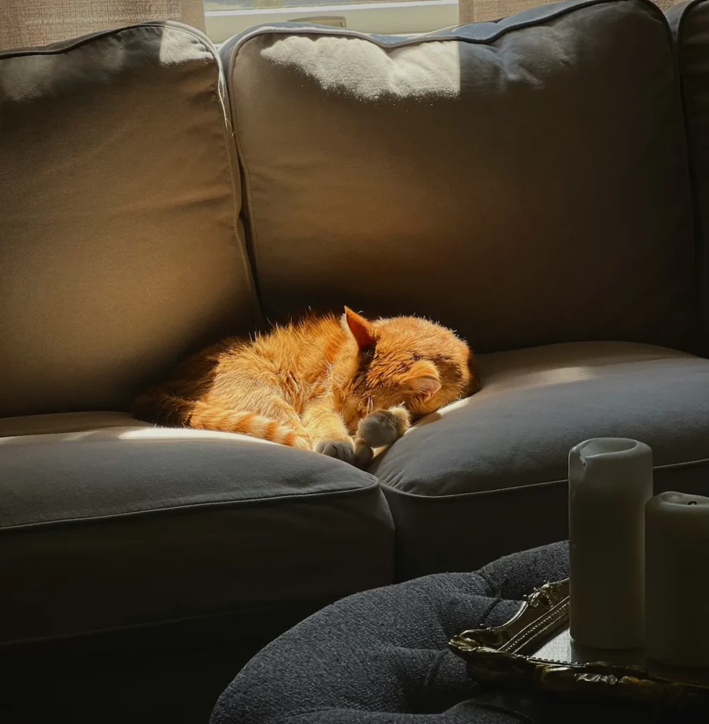Can Cats Have Dementia? Older cat resting on a couch