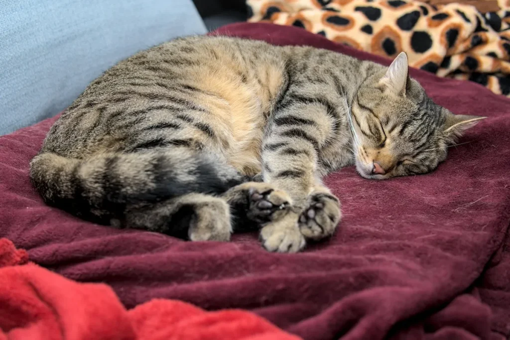 Do cats snore? Cat sleeping on a couch