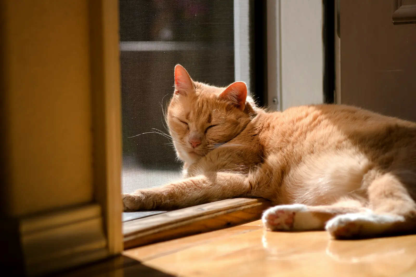 How long do cats live: older cat resting by a window