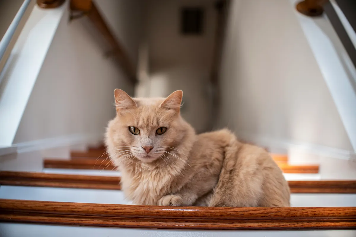 Senior cat comfort with a ginger cat resting on home stairs