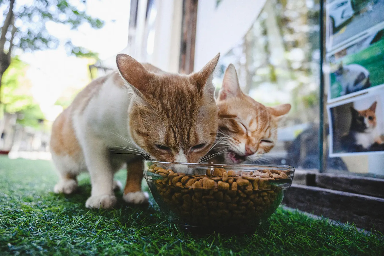 Senior cat food: cats eating from a bowl
