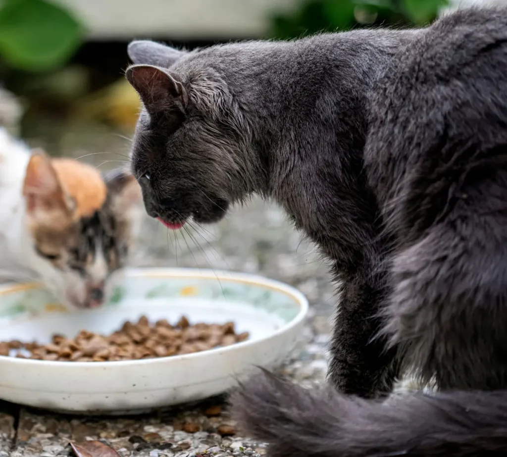 Senior cat food: older cats eating from a bowl