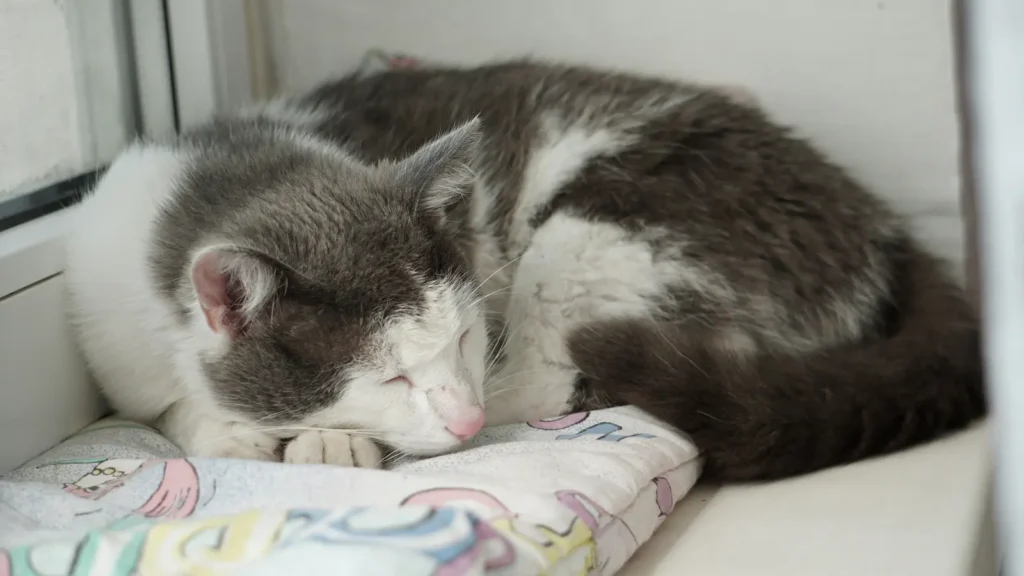 Senior cat sleeping on a blanket