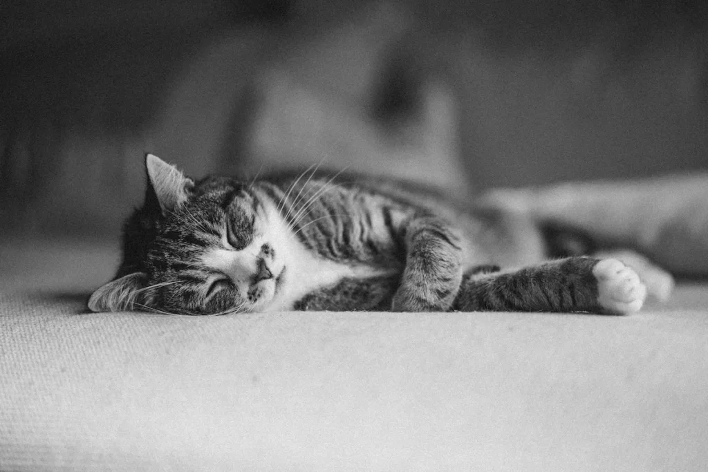 Why is my senior cat sleeping so much