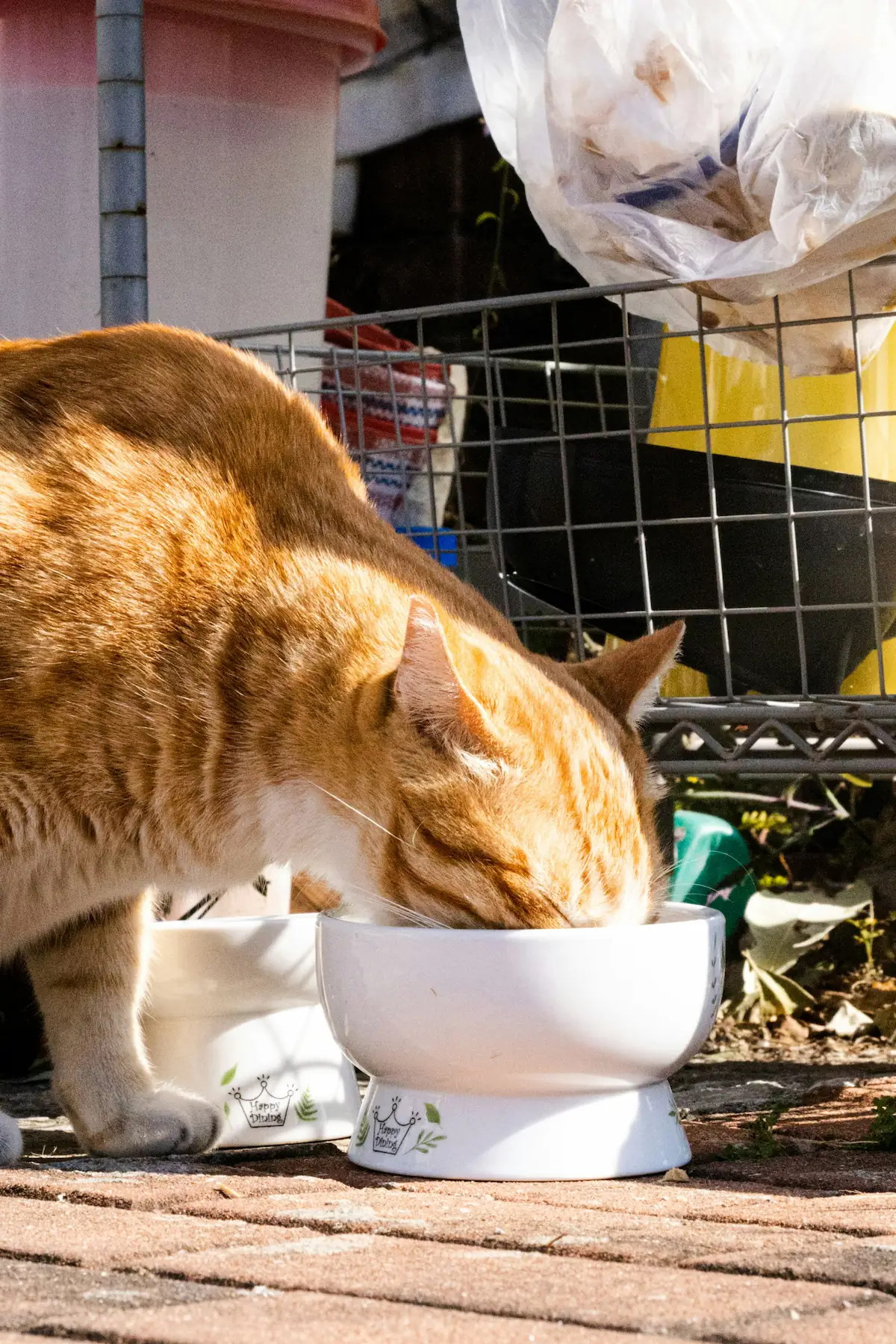 Senior diet for cats: older cat eating a small meal