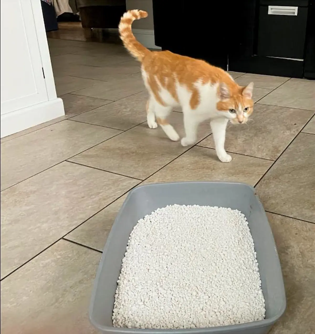 best litter box for senior cats