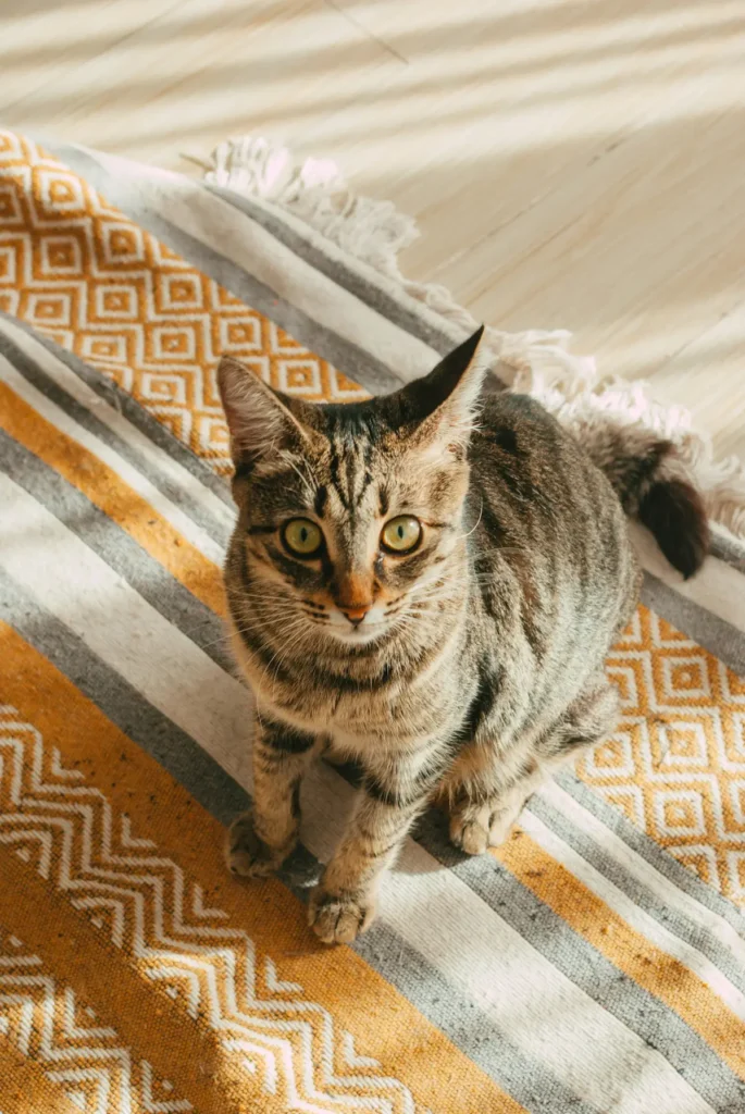 Non-slip flooring for senior cats