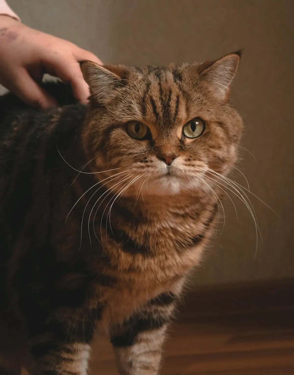 Senior cat lumps and bumps