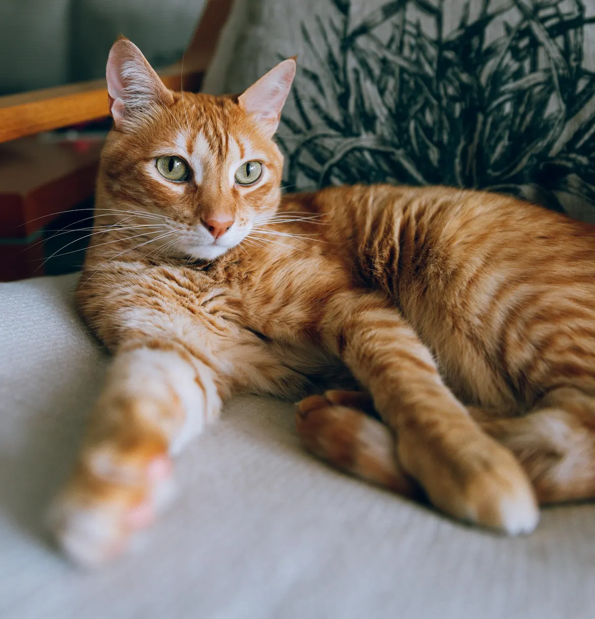 Senior cat arthritis