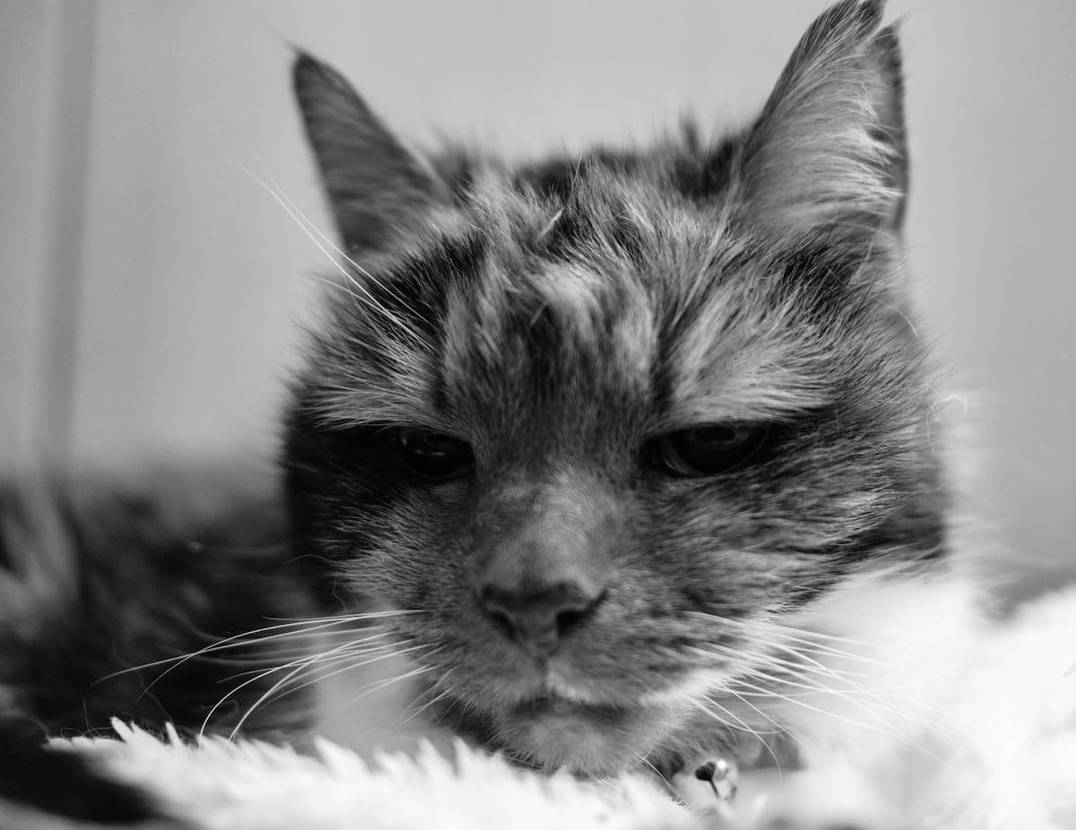 Senior cat cloudy eyes in an older cat at home