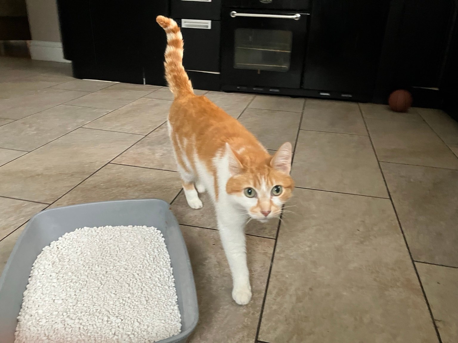 senior cat diarrhoea