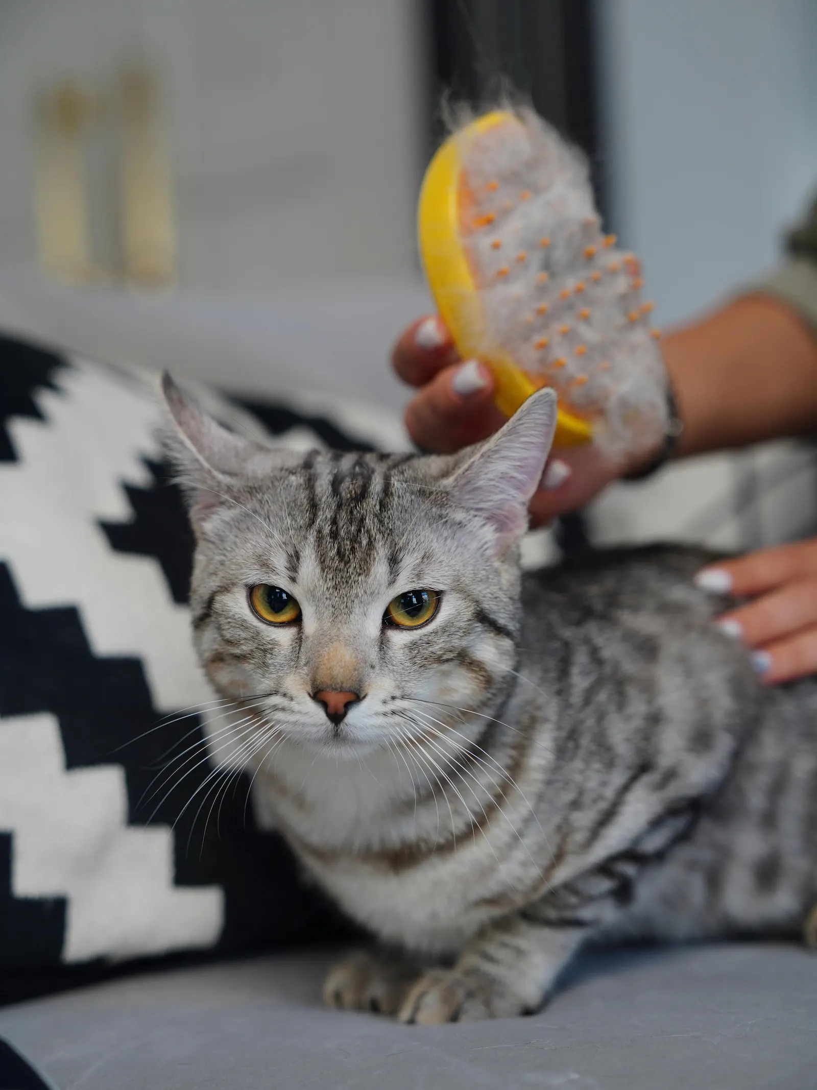 senior cat grooming with a soft brush