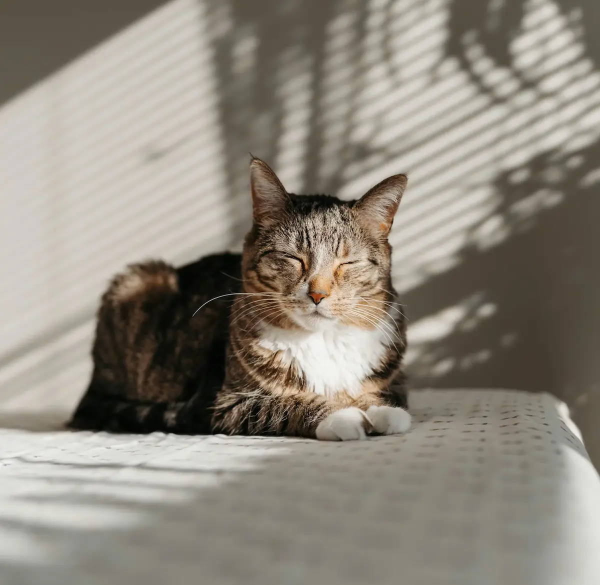 Senior cat hearing loss signs in an older cat at home