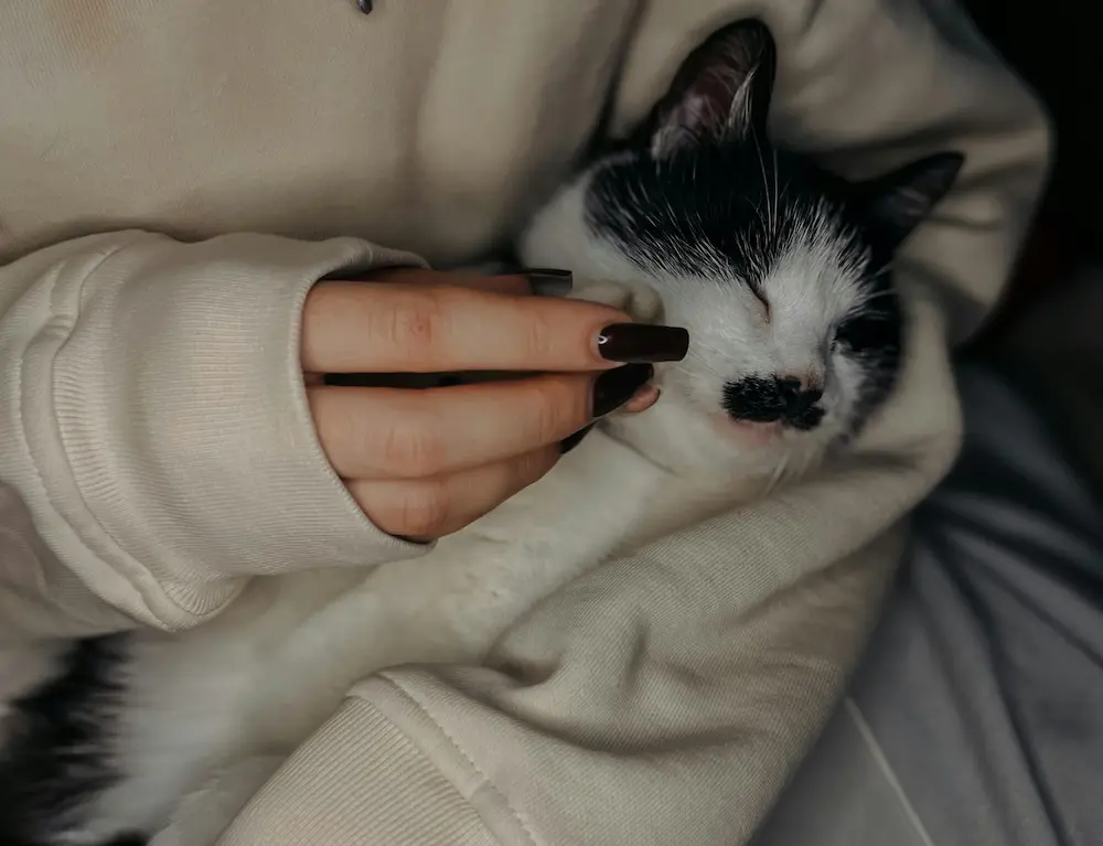 Senior cat lumps and bumps