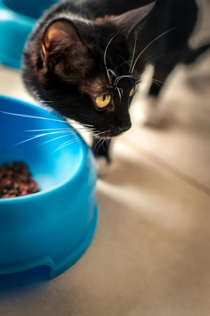 senior cat not eating