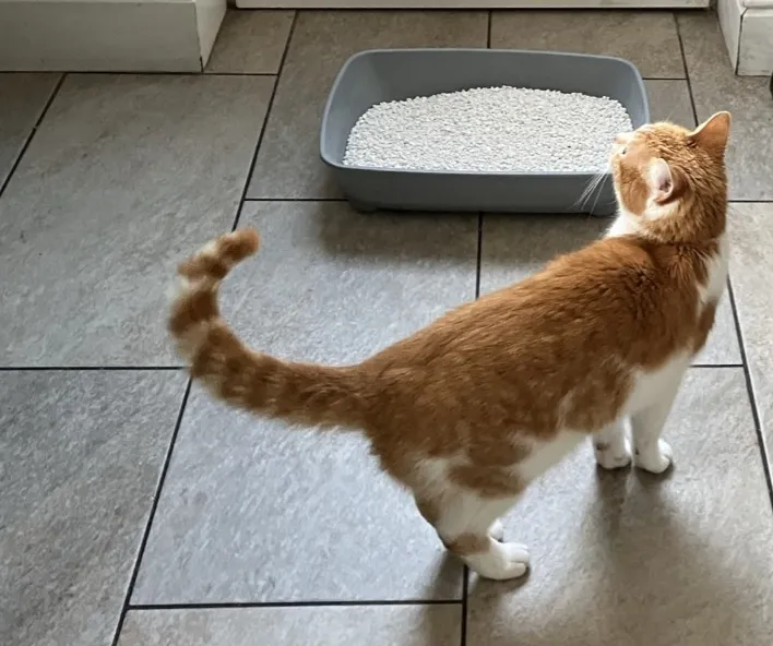 senior cat not using litter tray