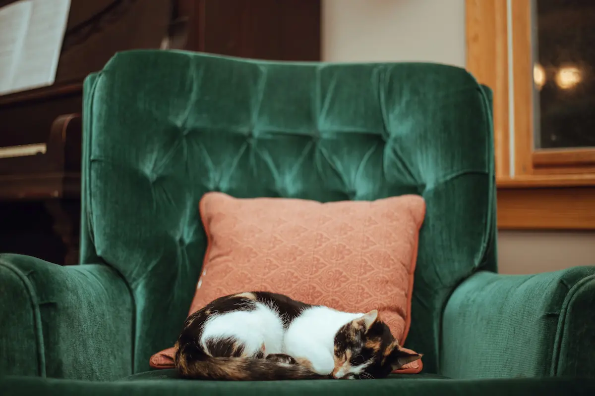 older senior cat resting on a green armchair at home
