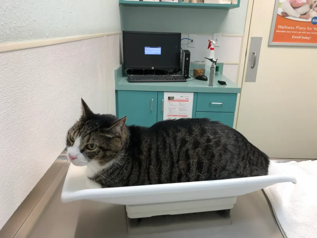 cat on a veterinary scale