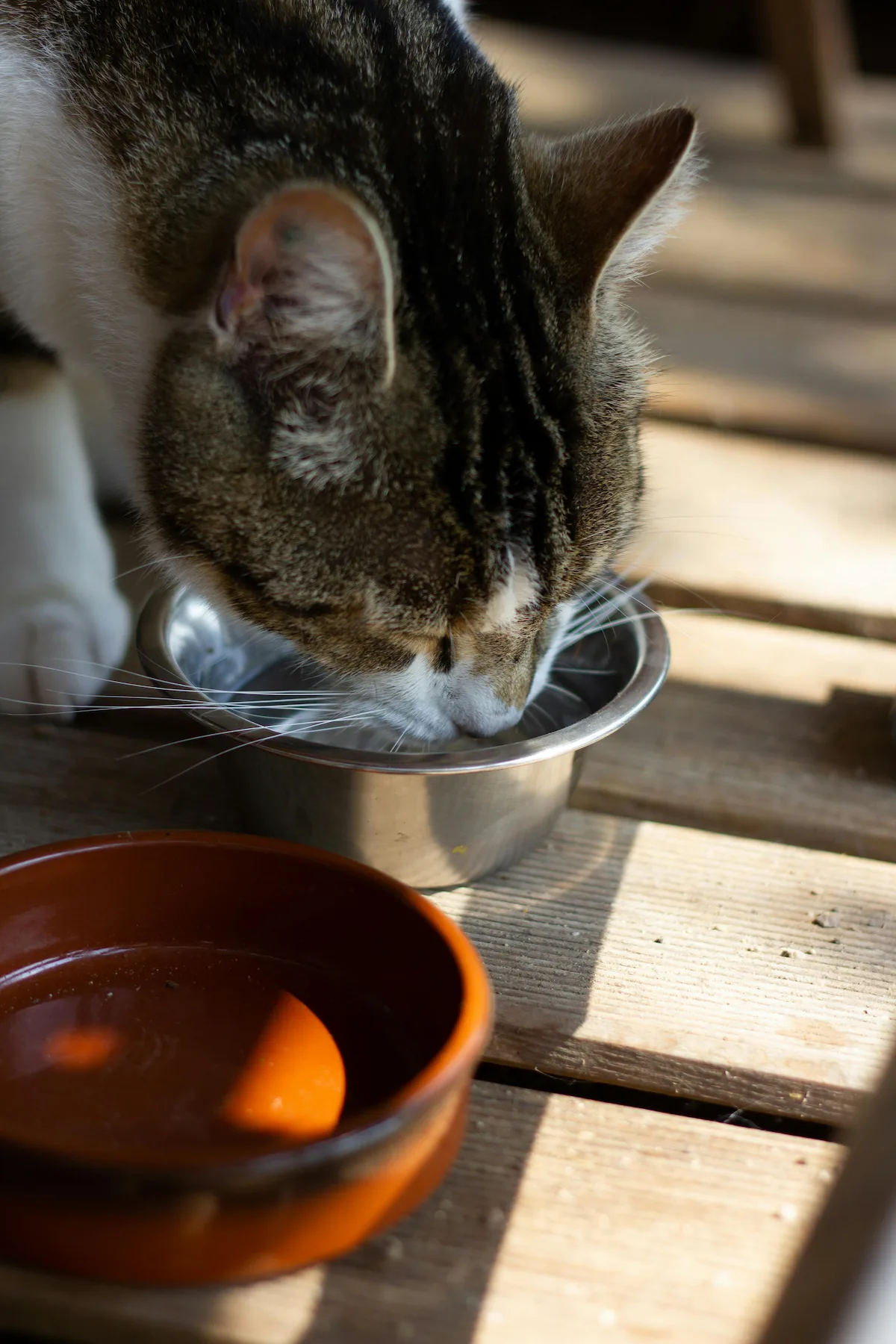 Older cat drinking less from a water bowl at home