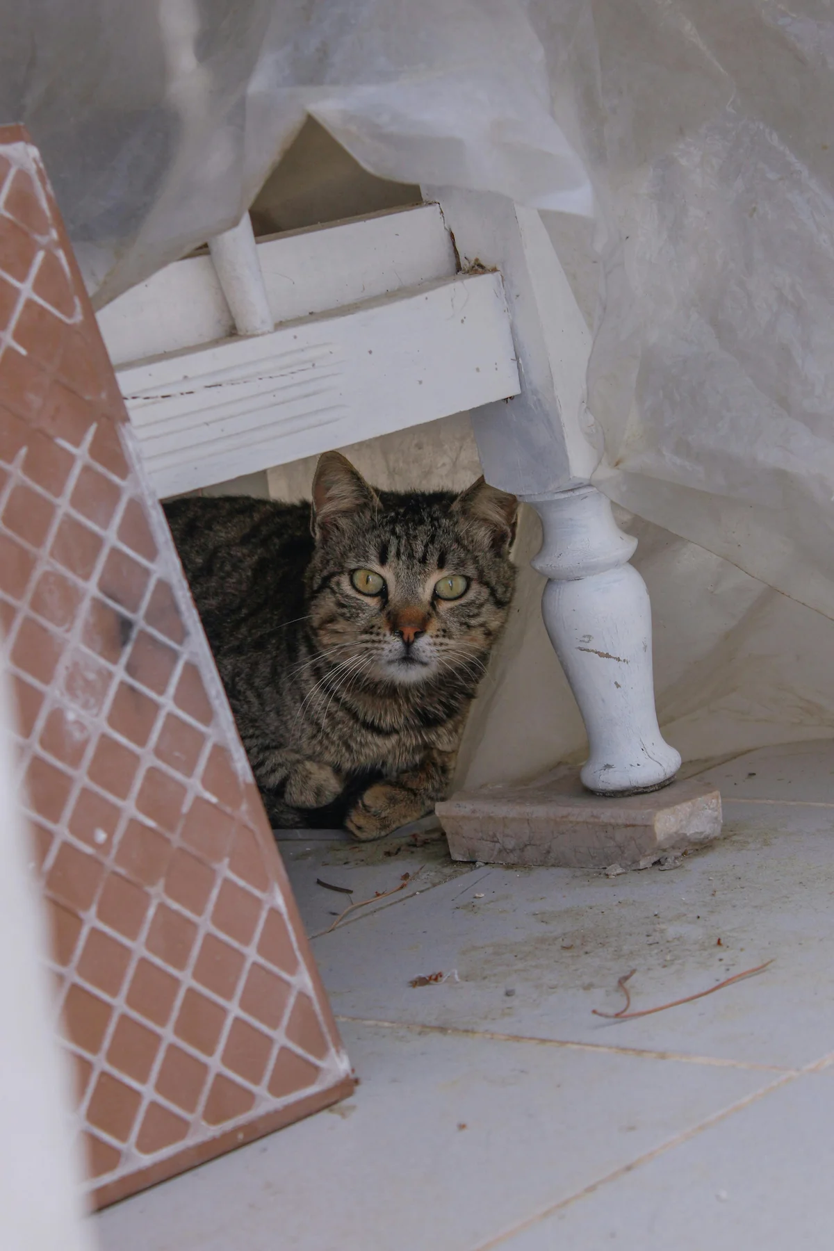 Older cat hiding in a quiet spot at home