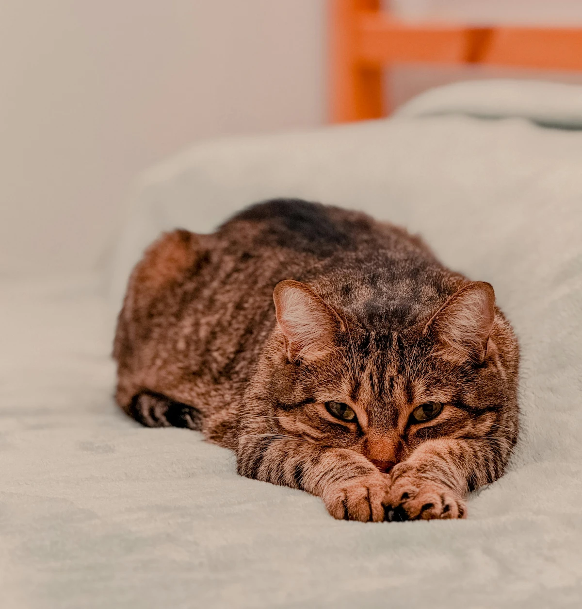 Older cat restless at night on a bed at home