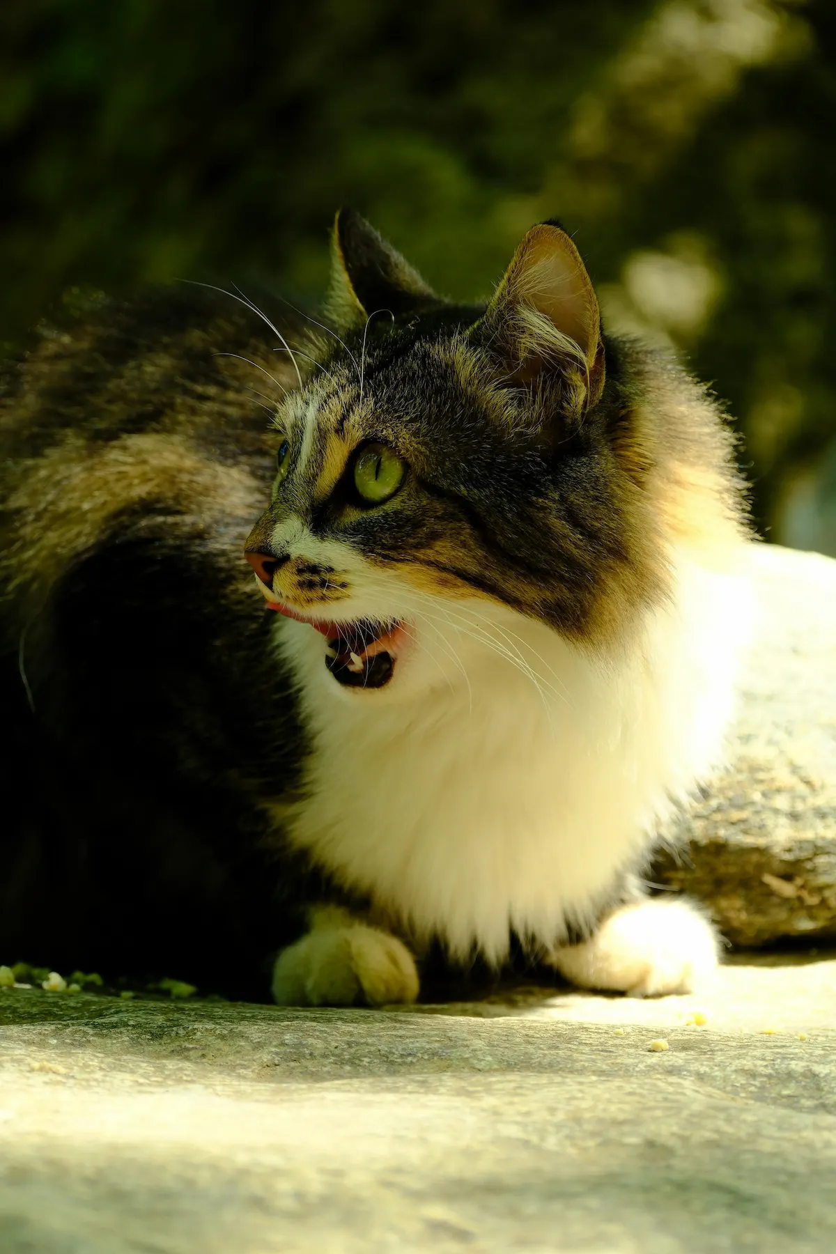 Older cat yowling at night while lying awake indoors