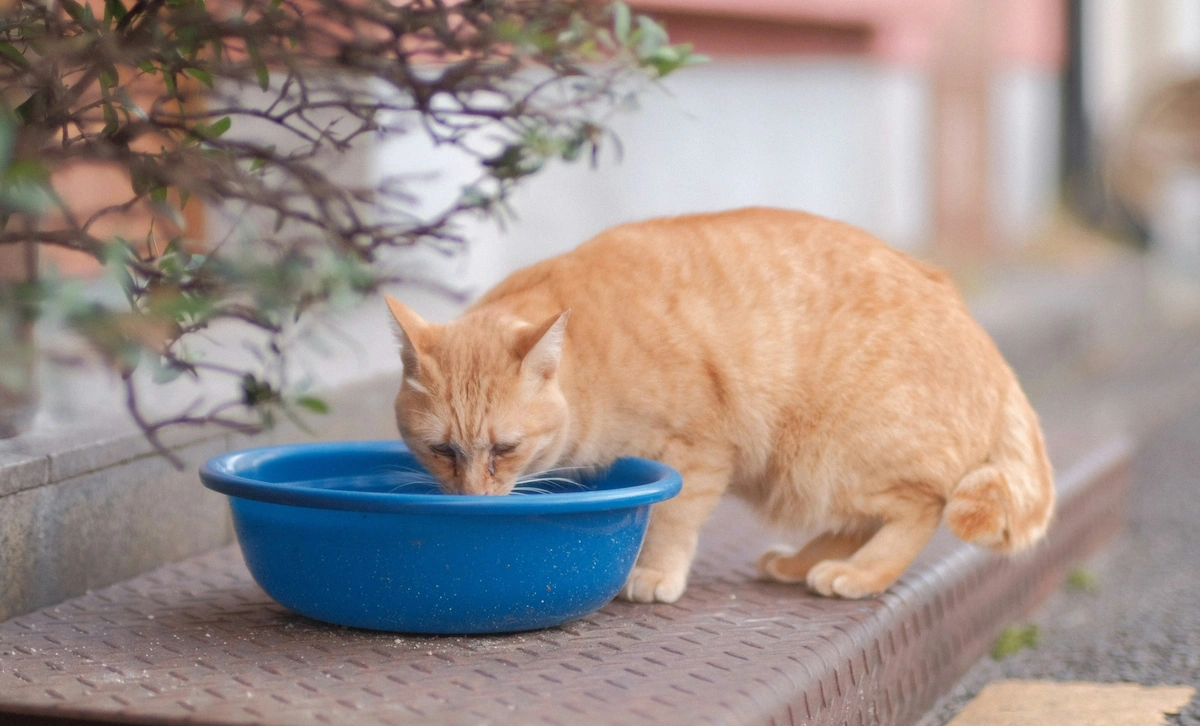 Senior cat appetite changes at mealtime
