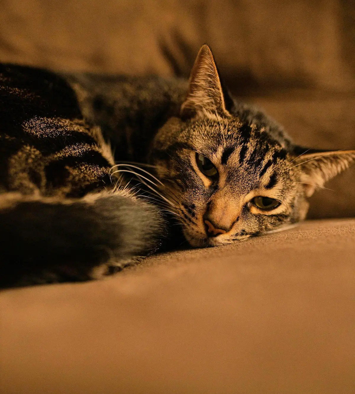 Senior cat behaviour changes in a calm older cat resting on a sofa