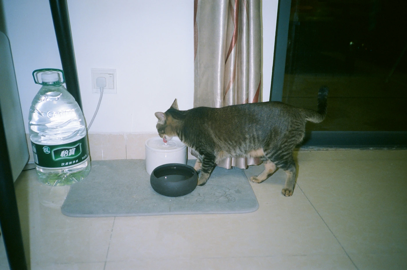 Senior cat drinking more water from a bowl at home