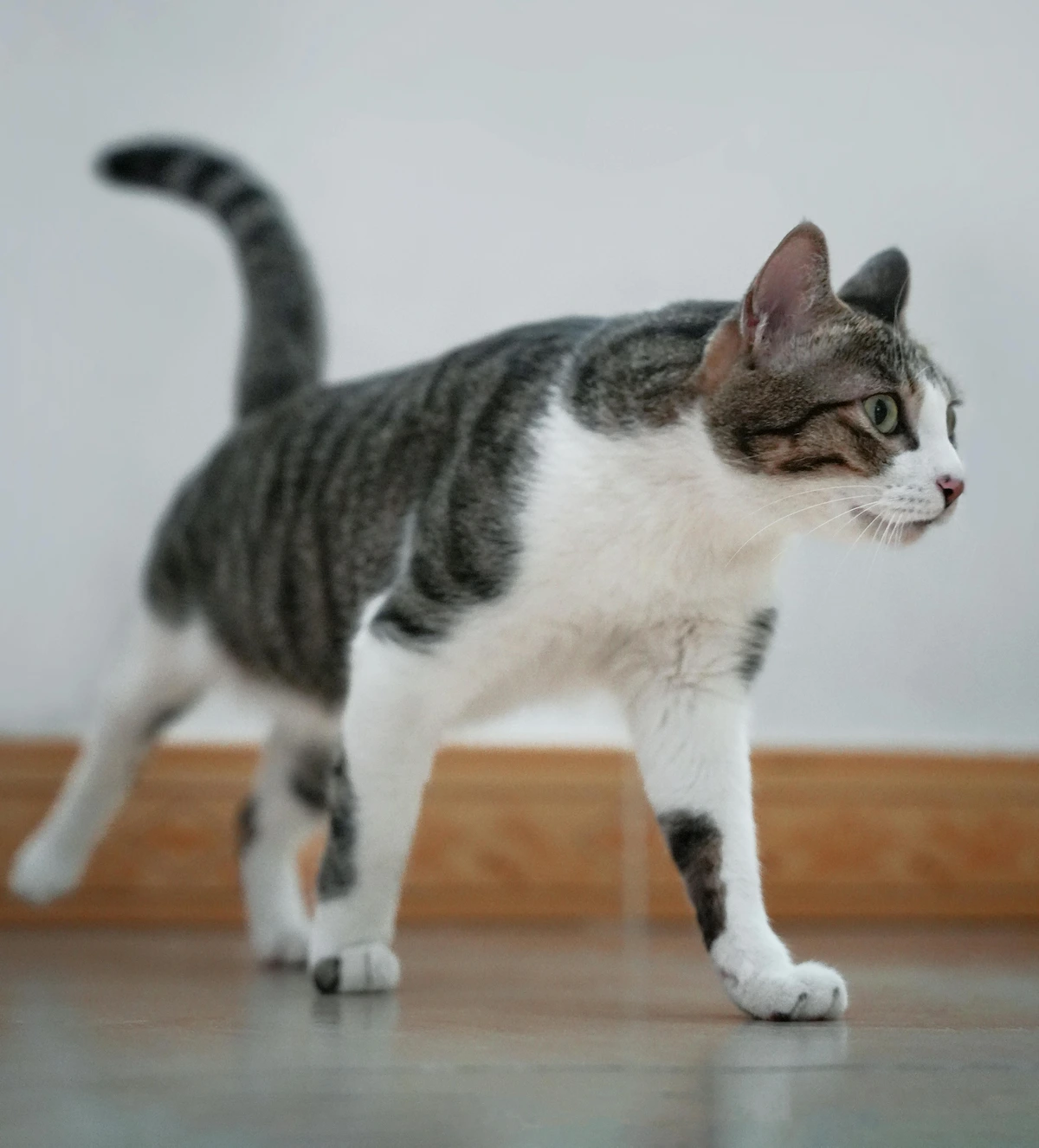 Senior cat walking indoors on a wooden floor