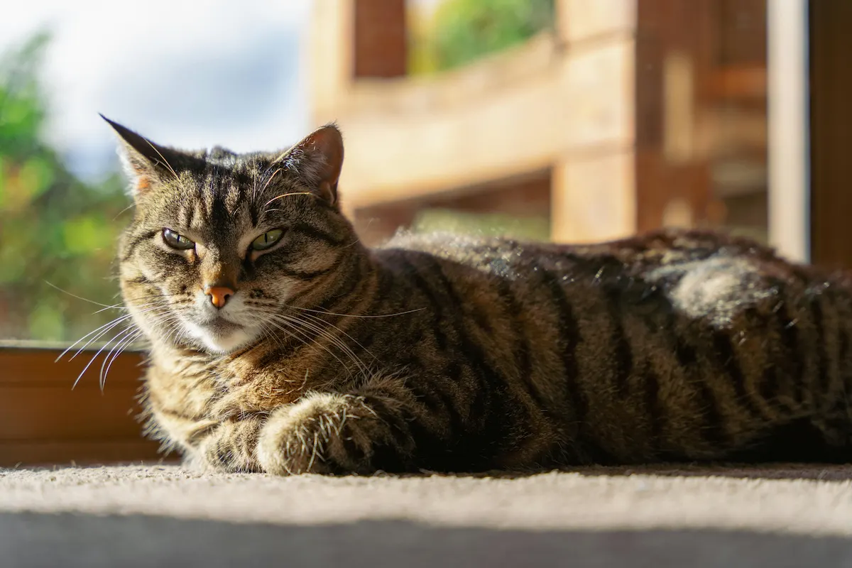 Senior cat panting guide with an older cat resting indoors