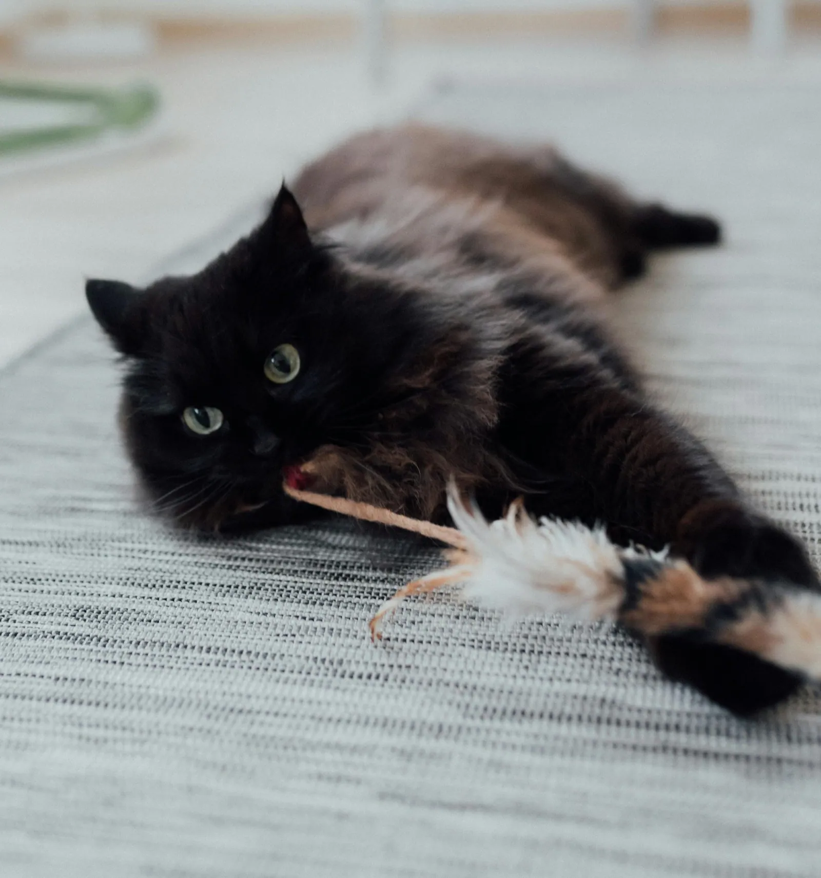 Senior cat play with a soft toy on a rug