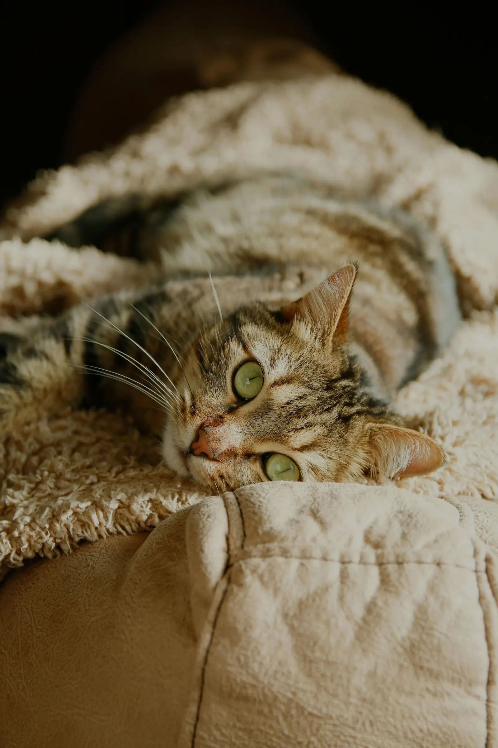 Senior cat resting spots