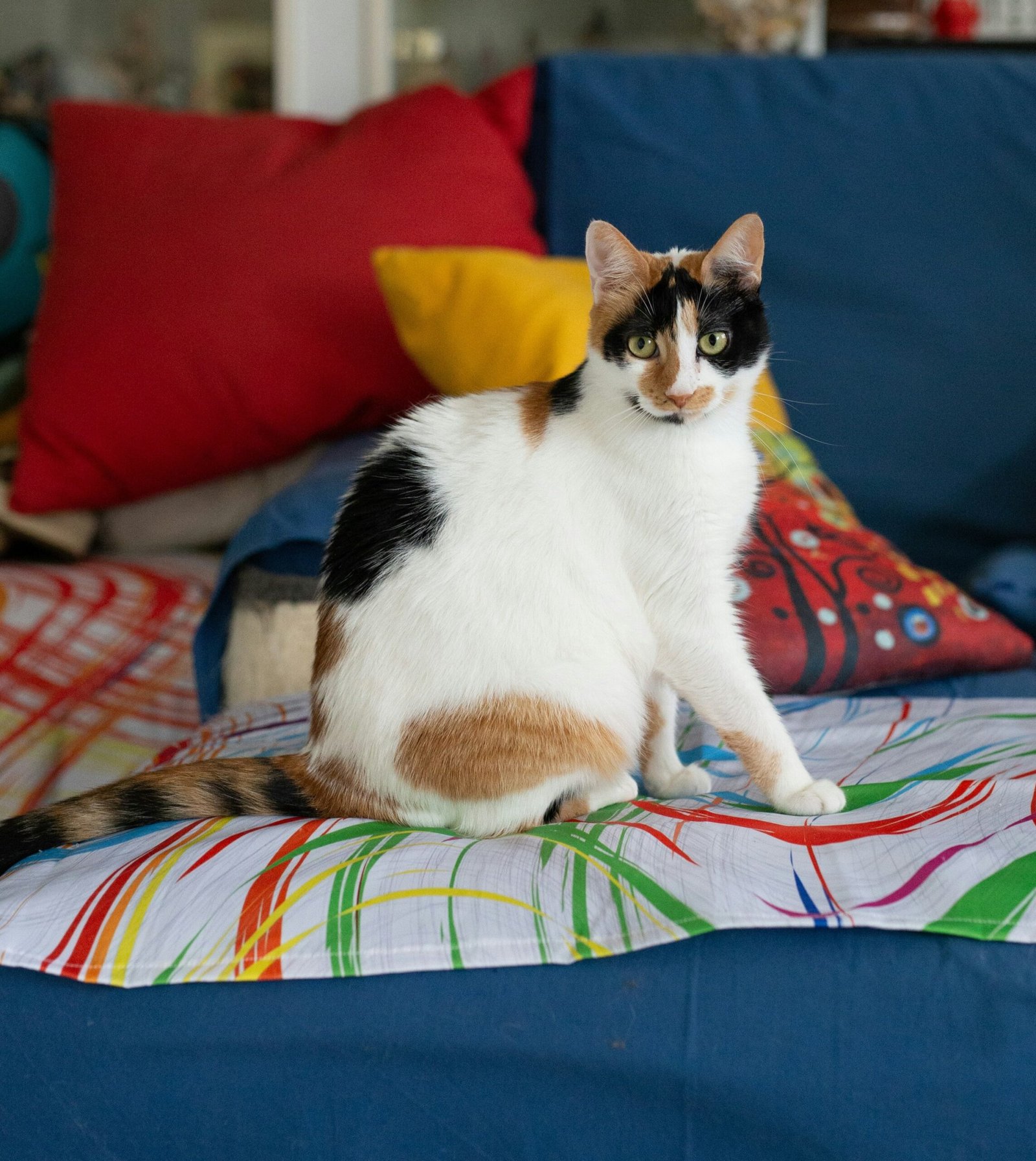 Senior cat runny nose with older cat resting indoors