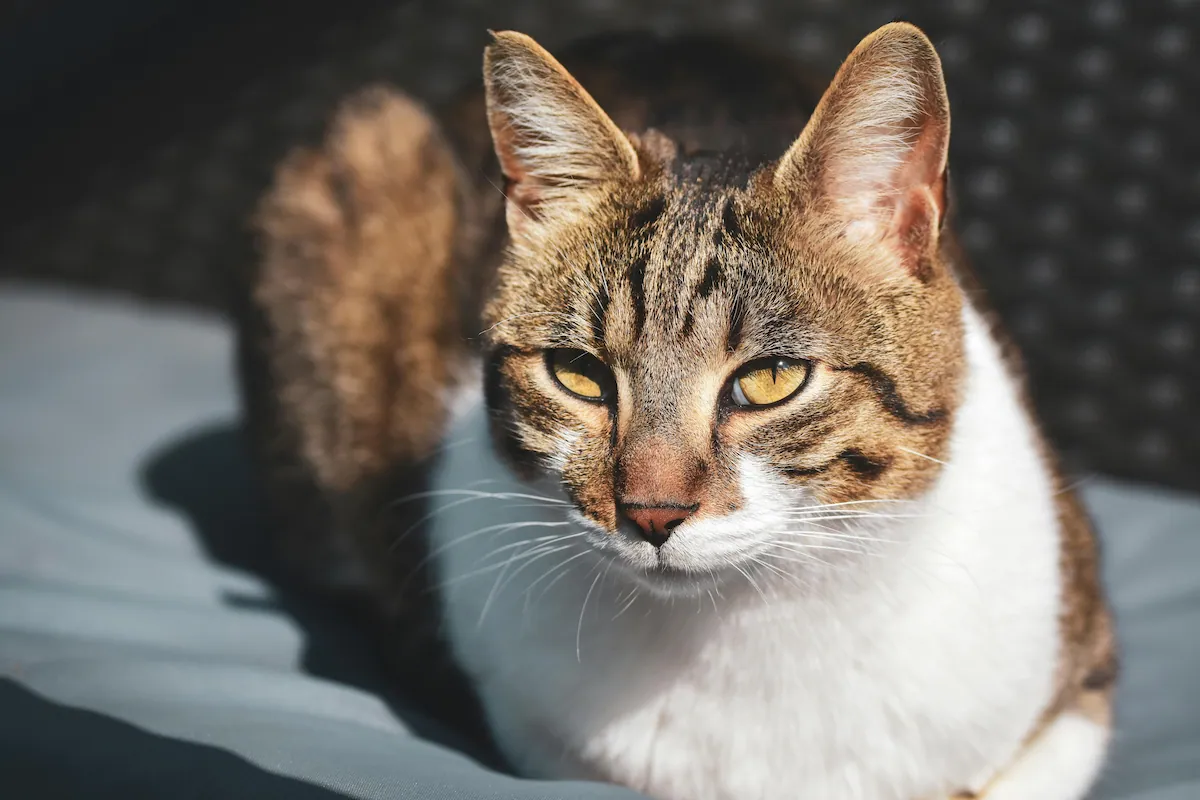 Senior cat shaking while resting on a soft blanket